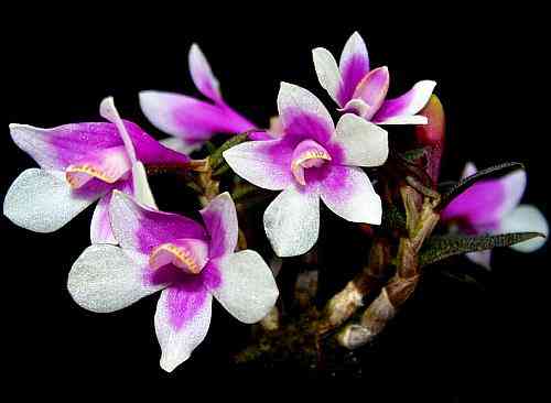 Dendrobium cuthbertsonii     